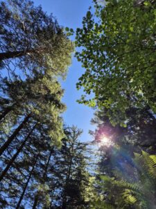 Bäume und blauer Himmel mit Sonne im Wald.